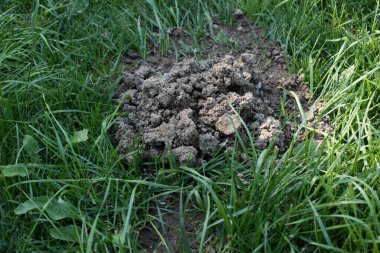 Bahçe çayırındaki taze köstebek tepeleri. Bahçedeki çimenlikte köstebek yuvaları. Hasarlı çimen.
