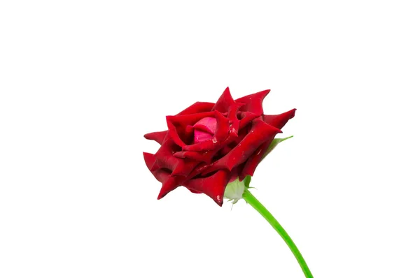 Red rose isolated on a white background. — Stock Photo, Image