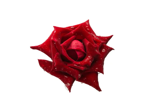 Blomma röd ros med droppe vatten i studio. — Stockfoto