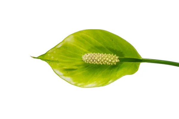 Peace Lily on white background. — Stock Photo, Image