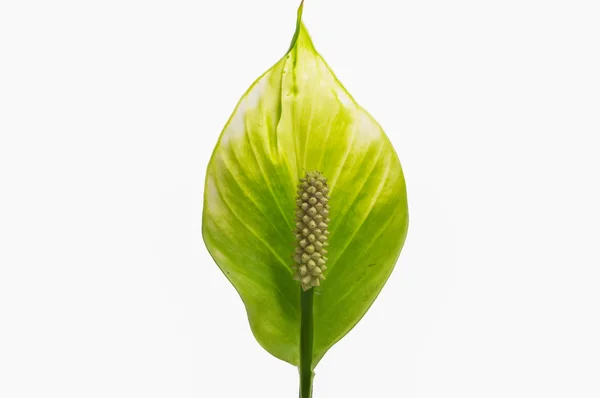 Peace Lily on white background. — Stock Photo, Image