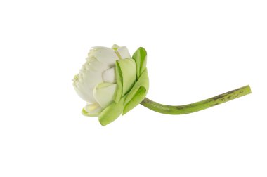 Closeup bloom lotus beyaz arka plan üzerinde.