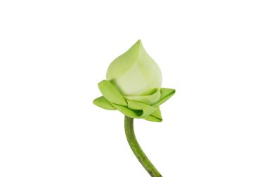 Beyaz arka plan üzerinde closeup lotus.