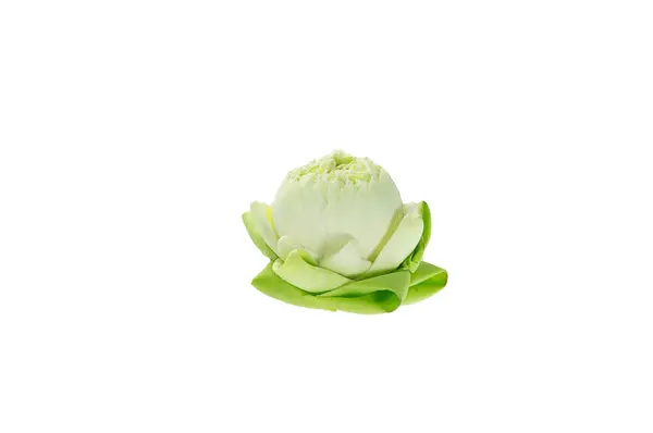 Closeup bloom  lotus on white background. — Stock Photo, Image