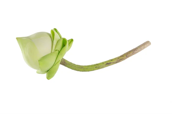 Closeup lotus pe fundal alb . — Fotografie, imagine de stoc