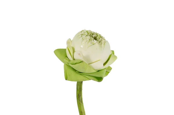 Closeup bloom  lotus on white background. — Stock Photo, Image