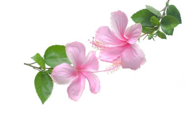 Pembe hibiscus izole