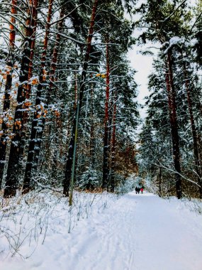 Novosibirsk 'te karla kaplı orman yolu