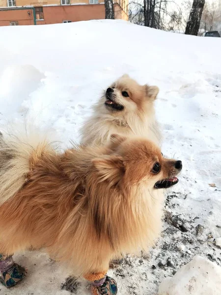 Όμορφη μακριά μαλλιά Pomeranian σκυλί περπάτημα στο χιόνι σε μια ηλιόλουστη μέρα — Φωτογραφία Αρχείου