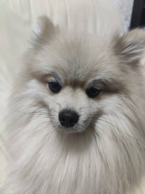 Safkan Pomeranya ya da Alman köpekleri ayakta ve gülümsüyor..