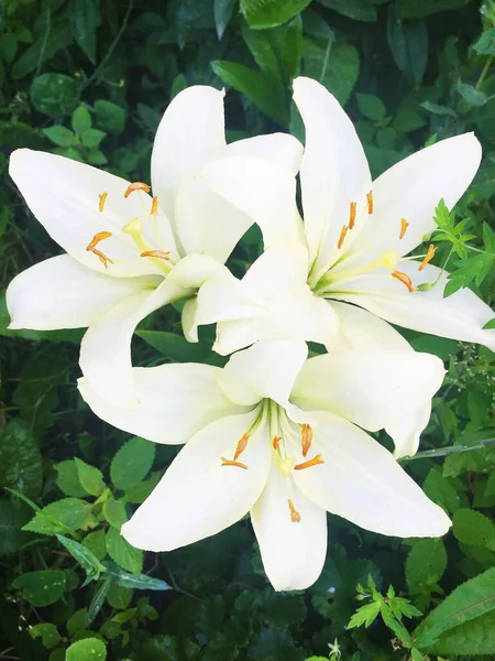 Красивые Белые Цветы Лилии Фоне Зеленых Листьев Открытом Воздухе — стоковое фото