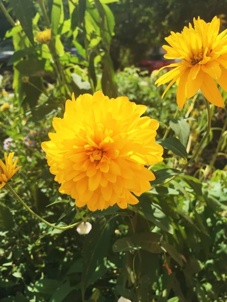 Żółty Kwiat Nazwa Tego Kwiatu Jest Coreopsis — Zdjęcie stockowe