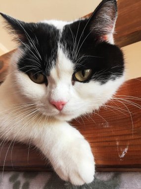 Oturmuş kameraya bakan sevimli siyah beyaz kedi