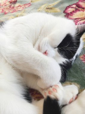 Siyah beyaz kedi uyuyor..