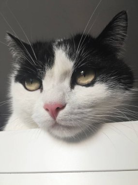 Oturmuş kameraya bakan sevimli siyah beyaz kedi