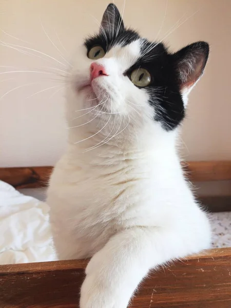 Sentado Lindo Negro Blanco Gato Mirando Cámara — Foto de Stock