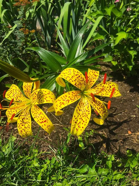 由球茎生长的草本植物属的黄百合花 全长有大而突出的花 — 图库照片