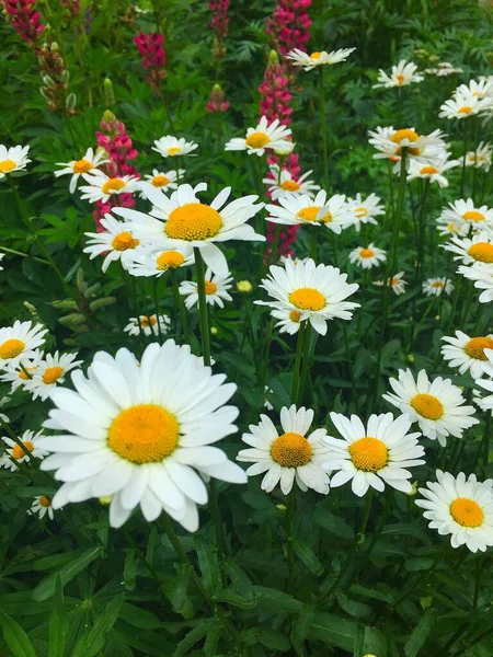 Świeże Dzikie Kwiaty Wiosenne Lub Letnie Wzornictwo Kwiatowy Natura Stokrotka — Zdjęcie stockowe