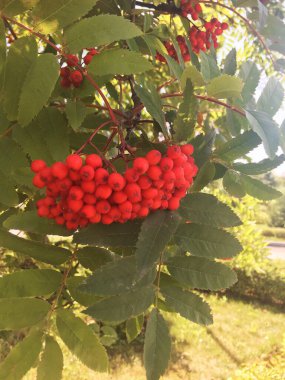Dağ külleri. Rowan Ağacı. Dağ külünün meyveleri. Rowan meyveleri ağaçta olgunlaşıyor.