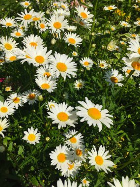 Yeşil çimenlerin üzerinde güzel papatyalar,