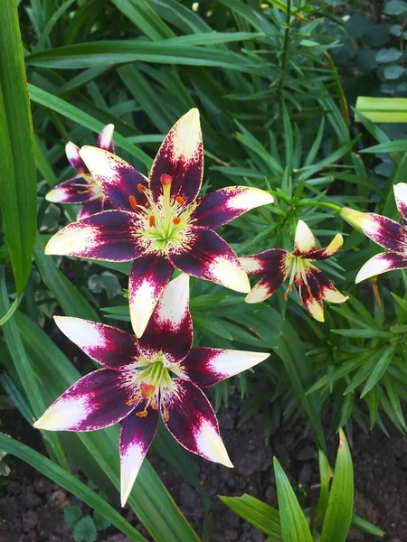 Yeşil Yapraklar Üzerinde Güzel Bir Lily Çiçeği Lilium Longiflorum Çiçekleri — Stok fotoğraf