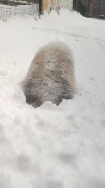 波美拉尼亚斯皮茨特里斯坦在雪地里发现了一些东西 — 图库视频影像