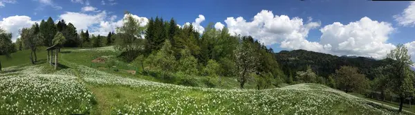 Szoros Fehér Sárga Nárcisz Virágok Tavasszal Egy Tiszta Napos Napon — Stock Fotó