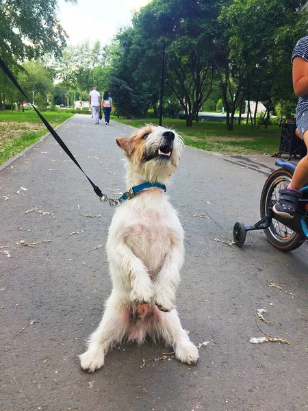 Dog Jack Russell Terrier Hátsó Lábán — Stock Fotó