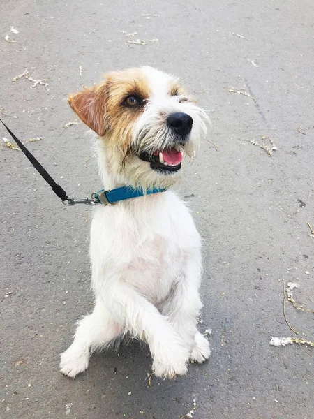 Pequeno Cão Jack Russell Terrier Fica Suas Patas Traseiras — Fotografia de Stock