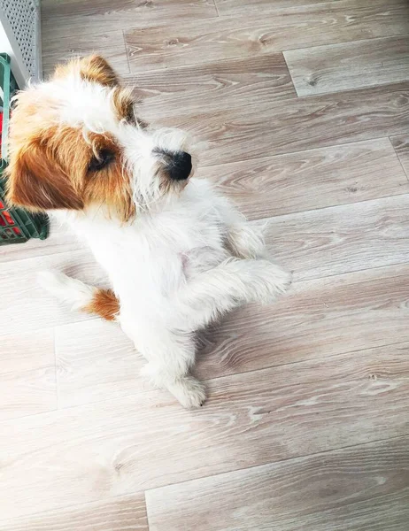 Anjing Jack Russell Terrier Berdiri Dengan Kaki Belakangnya Dan Meregang — Stok Foto