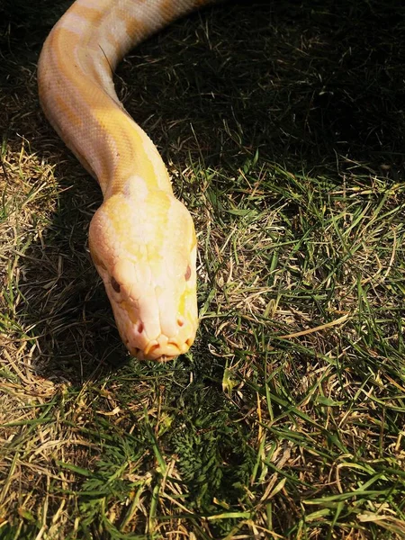 Крупный План Золотистого Желтого Питона Snake Coiled Lying Ground — стоковое фото