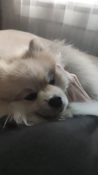 Pomeranian Encontra Cama Grunhidos Com Prazer — Vídeo de Stock