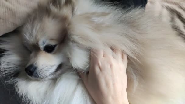 Une femme couchée sur un lit dans la chambre avec son chien de race poméranienne, le chien lèche la main de la maîtresse — Video