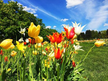 Çok renkli laleleri olan bahar manzarası. Doğa arkaplanı.