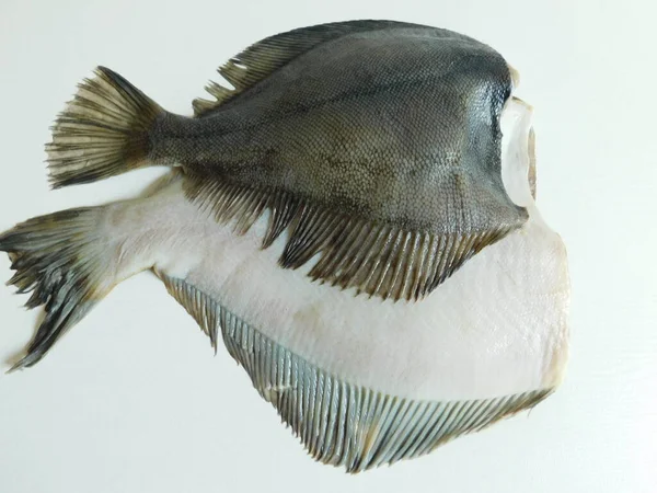 Two Fresh Flounders Large Small Cooking — Stock Photo, Image