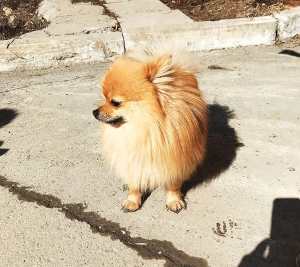 Filhote Cachorro Alemão Spitz Livre — Fotografia de Stock