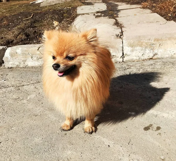 Chiot Spitz Allemand Debout Plein Air — Photo