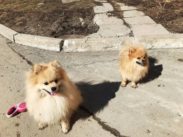 Cachorro Spitz Alemán Pie Aire Libre — Foto de Stock