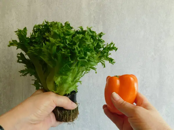 Ragazza Sta Tenendo Una Fresca Insalata Verde Una Pentola Verdure — Foto Stock