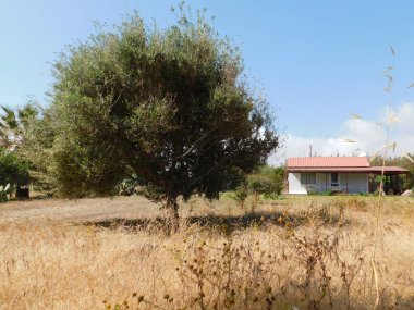 Kuru çimlerin ortasında mavi gökyüzüne karşı bir zeytin ağacı. Protaras. Kıbrıs