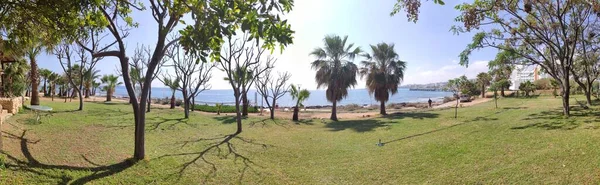 Pohon Palem Dan Rumput Hijau Laut Pemandangan Pantai Panorama Protaras — Stok Foto