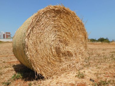 Büyük rulo biçilmiş tarlada hasat edildi..
