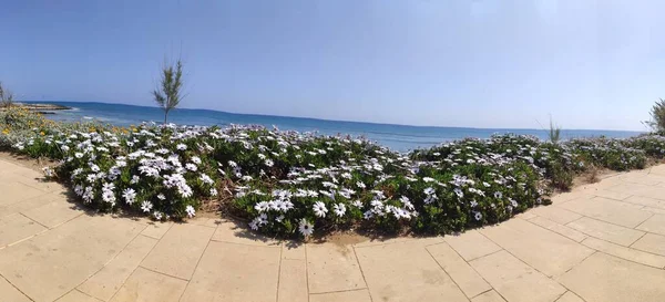 Niebieskie Kwiaty Wybrzeżu Morza Protaras Cypr Kwiecień 2021 — Zdjęcie stockowe