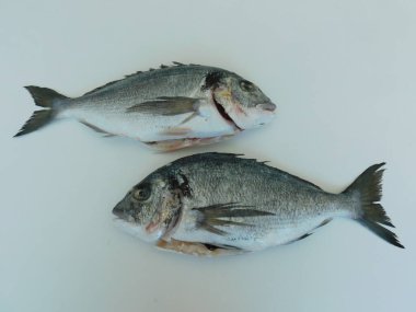 Masada taze Dorado var, pişirmeye hazır. Sağlıklı yemek. taze balık