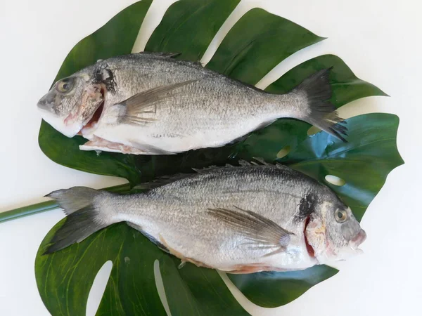 Dorado Fresco Sul Tavolo Pronto Cuocere Alimentazione Sana Pesce Fresco — Foto Stock