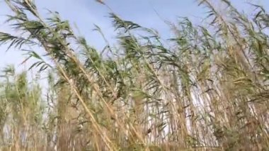 Çimenlerin tepeleri bulutların arkasında.