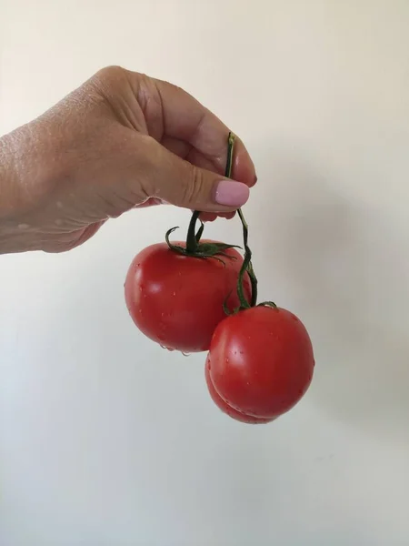 在白色背景的树枝上的西红柿 西红柿放在你手上的树枝上 用浅色的背景隔开 — 图库照片
