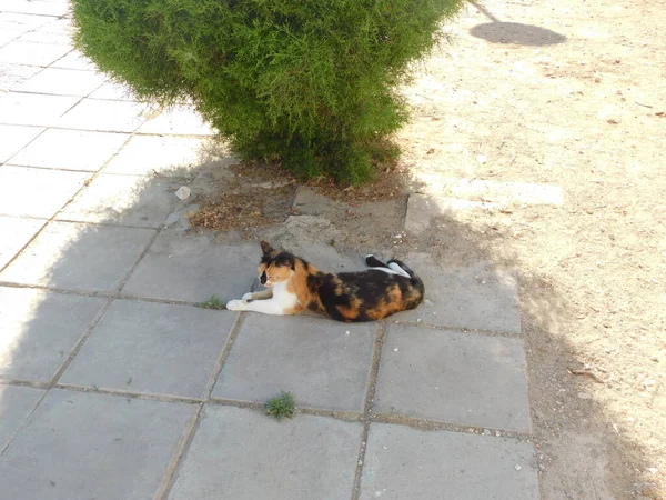 Black Red Cat Lies Floor Cafe Larnaca Cyprus 2021 — Stock Photo, Image