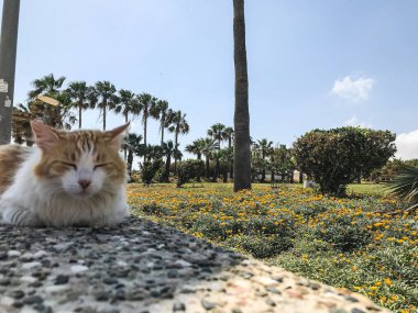 Başıboş bir kedi. Sokakta başıboş bir kedi. Sokak kedisi sokakta uyuyor. Kıbrıs 'taki kediler. Ayia Napa 'da kediler