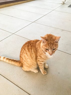Başıboş bir kedi. Sokakta başıboş bir kedi. Sokak kedisi sokakta uyuyor. Kıbrıs 'taki kediler. Ayia Napa 'da kediler